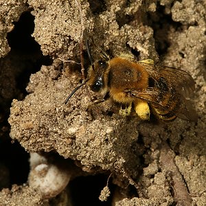 Colletes hederae, W