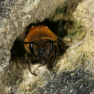 Colletes hederae, W