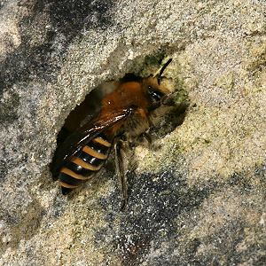 Colletes hederae, W