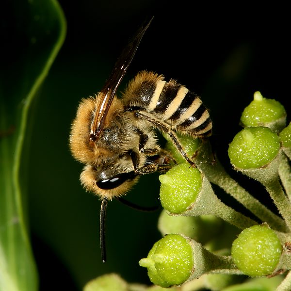 Colletes hederae, M