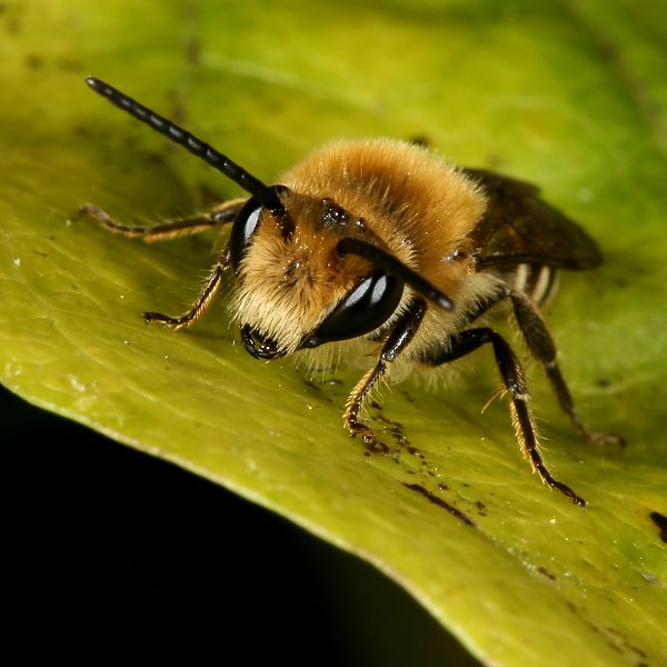 Colletes hederae, M