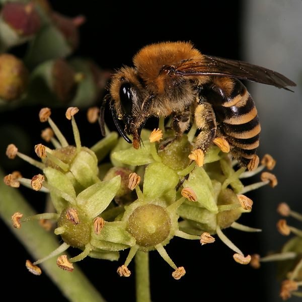 Colletes hederae, W