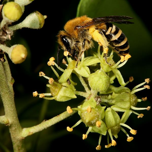 Colletes hederae, W