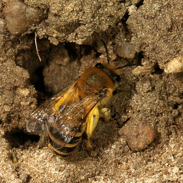 Colletes hederae, W