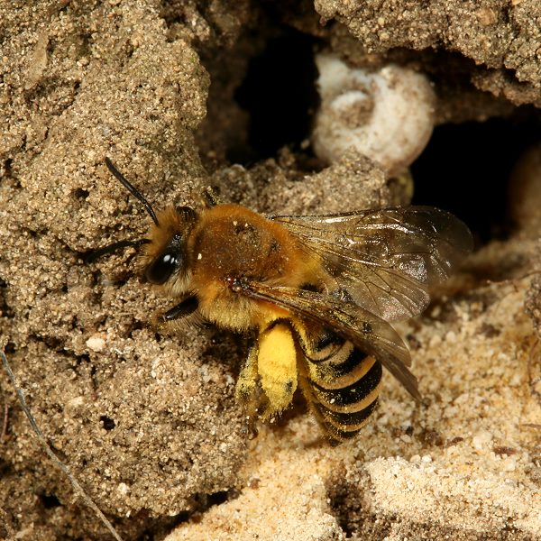 Colletes hederae, W