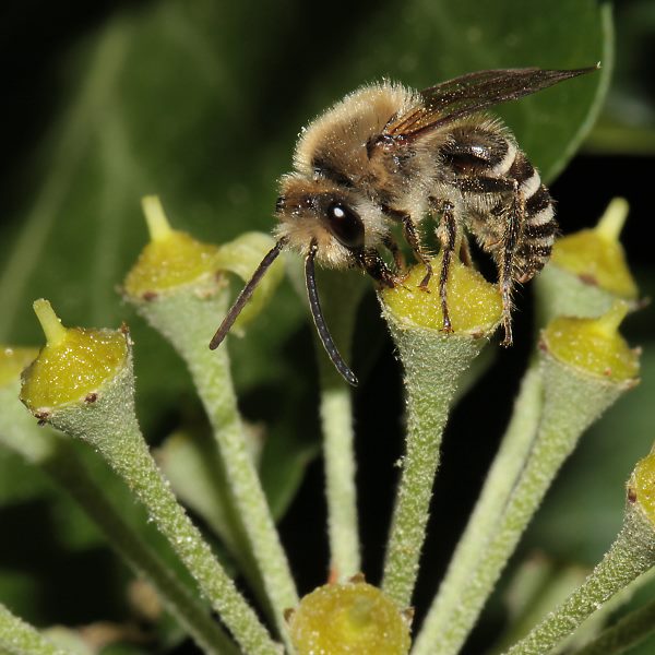Colletes hederae, M (D&uuml;ren 2012)