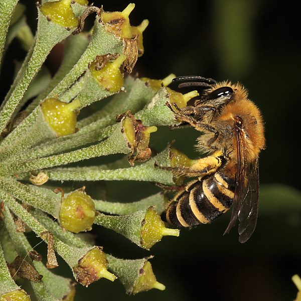 Colletes hederae, W, mit Pollen (D&uuml;ren 2012)