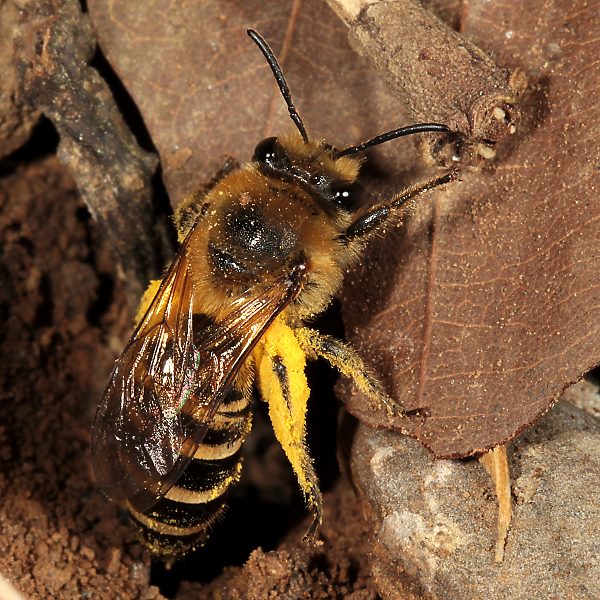 Colletes hederae, W, auf dem Weg ins Nest (D&uuml;ren 2012)
