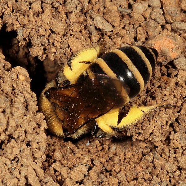 Colletes hederae, W, auf dem Weg ins Nest (D&uuml;ren 2012)