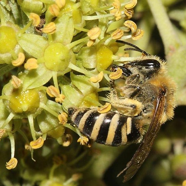 Colletes hederae, W, an Efeu (Solingen 2013)