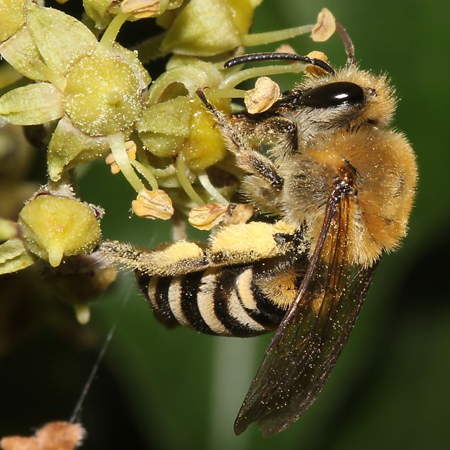 Colletes hederae, W an Efeu (Solingen 2015)