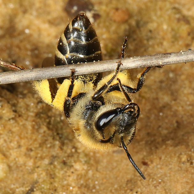 Colletes hederae, W beim Nistplatz (Solingen 2015)
