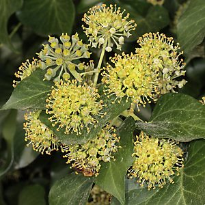 Efeu (Hedera helix) mit Colletes hederae, W Efeu (Hedera helix) mit Colletes hederae, W