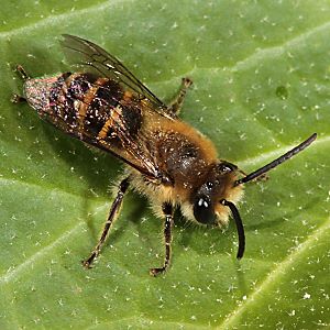 Colletes hederae, M Colletes hederae, M