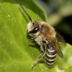 Colletes hederae, M, mit abgebissenem Fühler Colletes hederae, M, mit abgebissenem Fühler