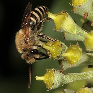 Colletes hederae, M, Nektar aufleckend Colletes hederae, M, Nektar aufleckend