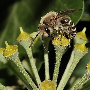 Colletes hederae, M, auf Efeu Colletes hederae, M, auf Efeu