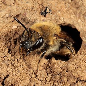 Colletes hederae, W, kommt aus dem Nest Colletes hederae, W, kommt aus dem Nest