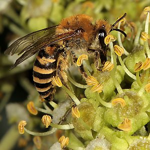 Colletes hederae, W, ohne Pollen Colletes hederae, W, ohne Pollen
