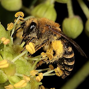 Colletes hederae, W, mit Pollen Colletes hederae, W, mit Pollen