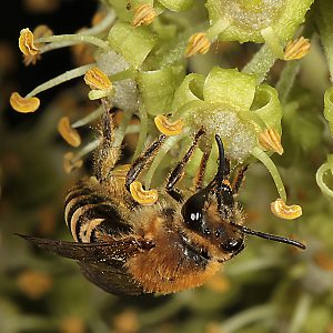 Colletes hederae, W, Nektar aufleckend Colletes hederae, W, Nektar aufleckend