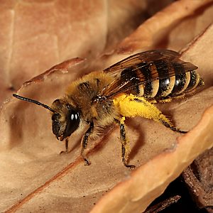 Colletes hederae, W, mit Pollen Colletes hederae, W, mit Pollen