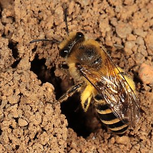 Colletes hederae, W, am Nest Colletes hederae, W, am Nest