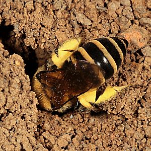 Colletes hederae krabbelt ins Nest Colletes hederae krabbelt ins Nest