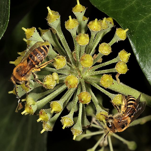 Colletes hederae, W, zu zweit Colletes hederae, W, zu zweit