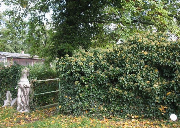 Efeu-Hecke: Fundort von Colletes hederae in Solingen Efeu-Hecke: Fundort von Colletes hederae in Solingen
