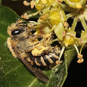 Colletes hederae, W Colletes hederae, W