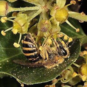 Colletes hederae, W Colletes hederae, W