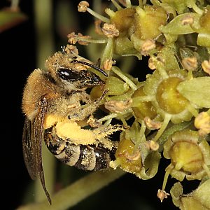 Colletes hederae, W Colletes hederae, W