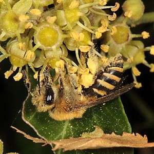 Colletes hederae, W Colletes hederae, W
