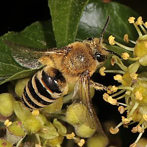 Colletes hederae, auffliegendes W Colletes hederae, auffliegendes W