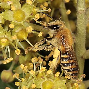 Colletes hederae, W, auf Efeu Colletes hederae, W, auf Efeu