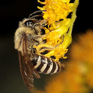 Colletes hederae, W Nektar-saugend an Solidago (1) Colletes hederae, W, Nektar-saugend an Solidago (1)