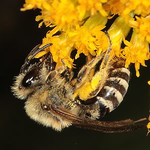 Colletes hederae, W Nektar-saugend an Solidago (2) Colletes hederae, W, Nektar-saugend an Solidago (2)