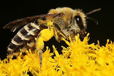 Colletes hederae, W an Solidago Colletes hederae, W an Solidago