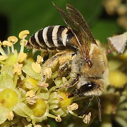 Colletes hederae, W an Hedera Colletes hederae, W an Hedera