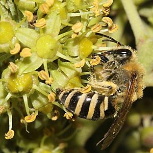 Colletes hederae, W Colletes hederae, W