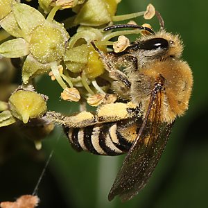 Colletes hederae, W Colletes hederae, W