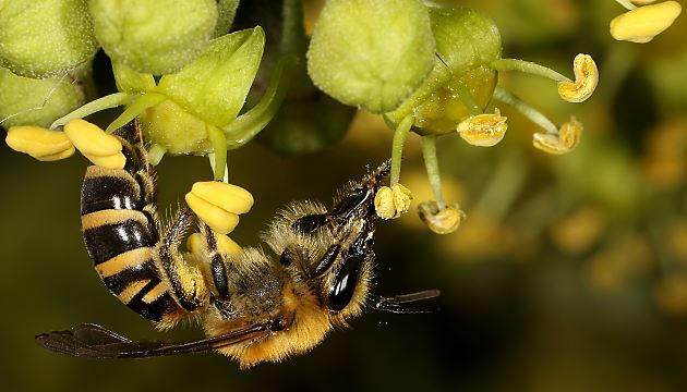 Colletes hederae an Efeu Colletes hederae an Efeu