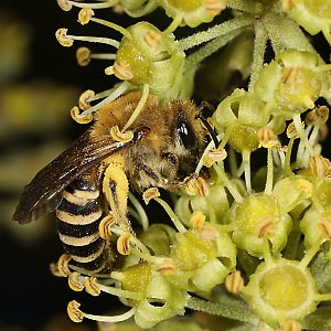 Colletes hederae, W an Efeu Colletes hederae, W an efeu
