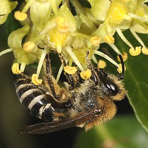 Colletes hederae, kleines W an Efeu Colletes hederae, kleines W