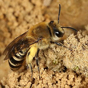 Colletes hederae, W am Nest