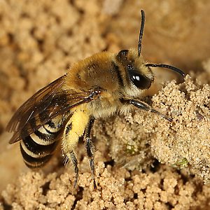 Colletes hederae, W am Nest Colletes hederae, W am Nest