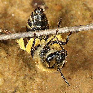 Colletes hederae, W in Nestnähe Colletes hederae, W in Nestnähe