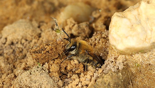 Colletes hederae, W im Nesteingang Colletes hederae, W, in der Efeu-Hecke