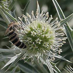 Seidenbiene Colletes hylaeiformis Seidenbiene Colletes hylaeiformis